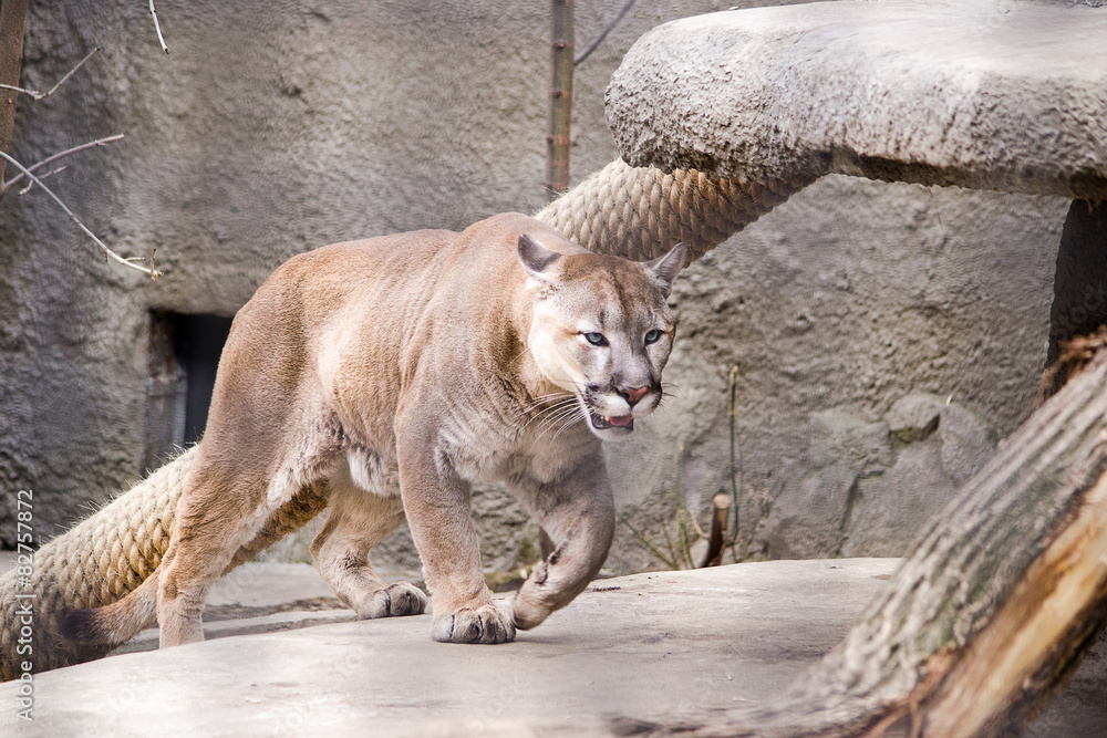 Naklejka premium Пума