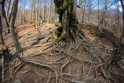 Fototapeta Naklejka Na Ścianę i Meble -  Bieszczady