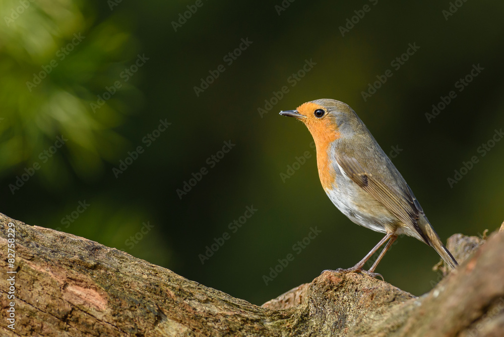 European robin (Erithacus rubecula) on a branch. European robin (Erithacus rubecula) on a branch.