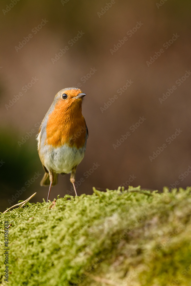 European robin (Erithacus rubecula) on moss. European robin (Erithacus rubecula) on moss.