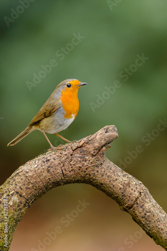 European robin (Erithacus rubecula) on a branch. © o0orichard