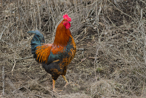 Portrait of beautiful rooster in gloomy place