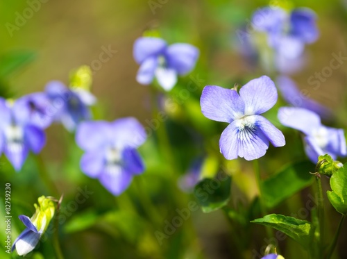 Wild violets blooming