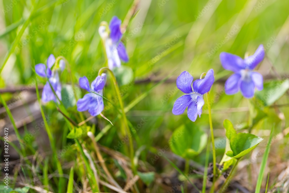 Wild violets blooming