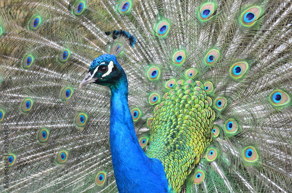 Fototapeta premium Pfau schlägt Rad