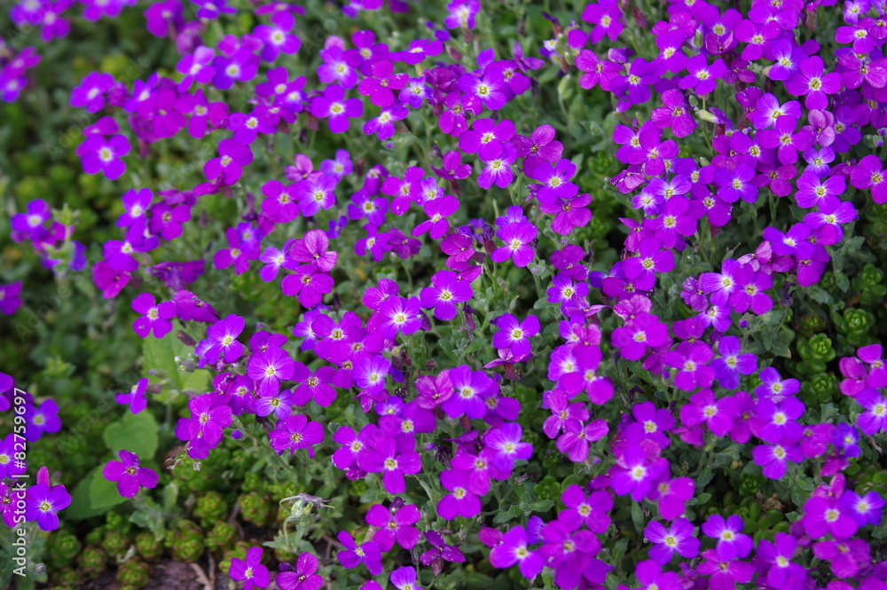 Naklejka premium Lilafarbener Blütenteppich