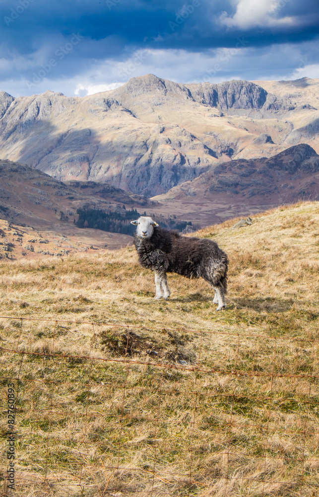 Naklejka premium Herdwick sheep
