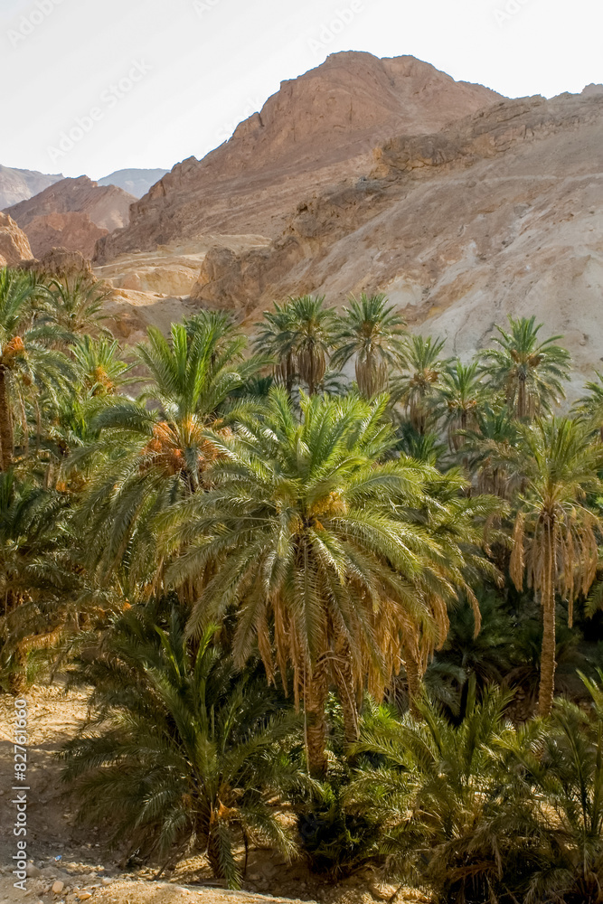 Mountain oasis Chebika in Tunisia