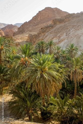 Mountain oasis Chebika in Tunisia