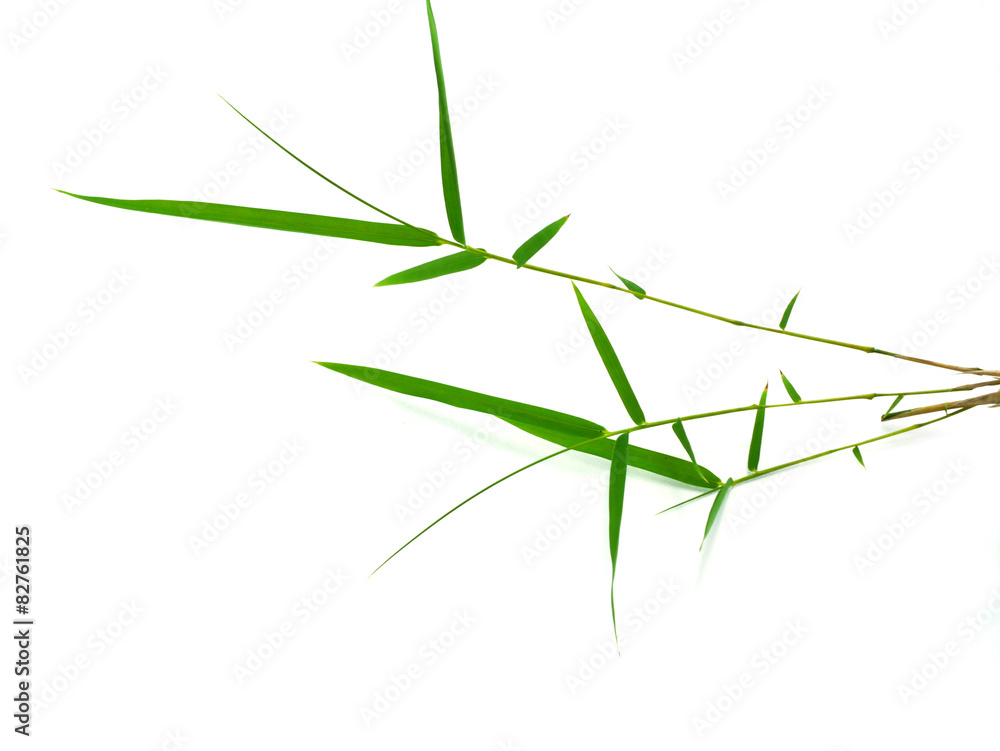 bamboo leaves isolated on white background bamboo leaves isolated on white background