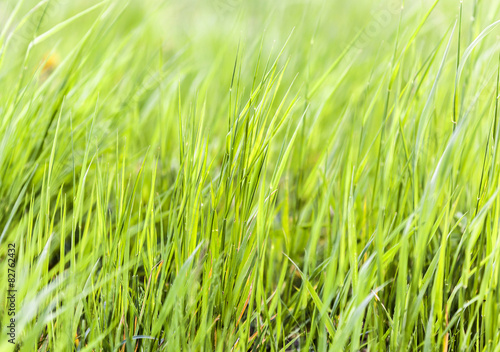 Green lawn grass background