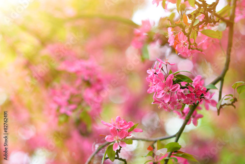 Sakura tree blooming in spring detail