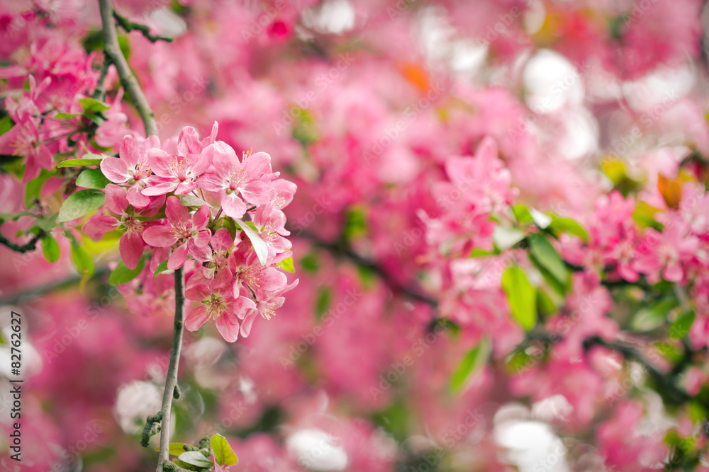 Sakura tree red blossoms in spring season