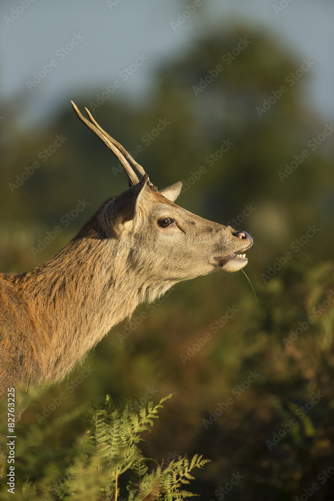 Fototapeta premium Red deer - Cervus elaphus