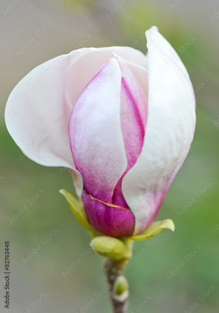 Fototapeta premium Magnolia flower/Beautiful magnolia flower