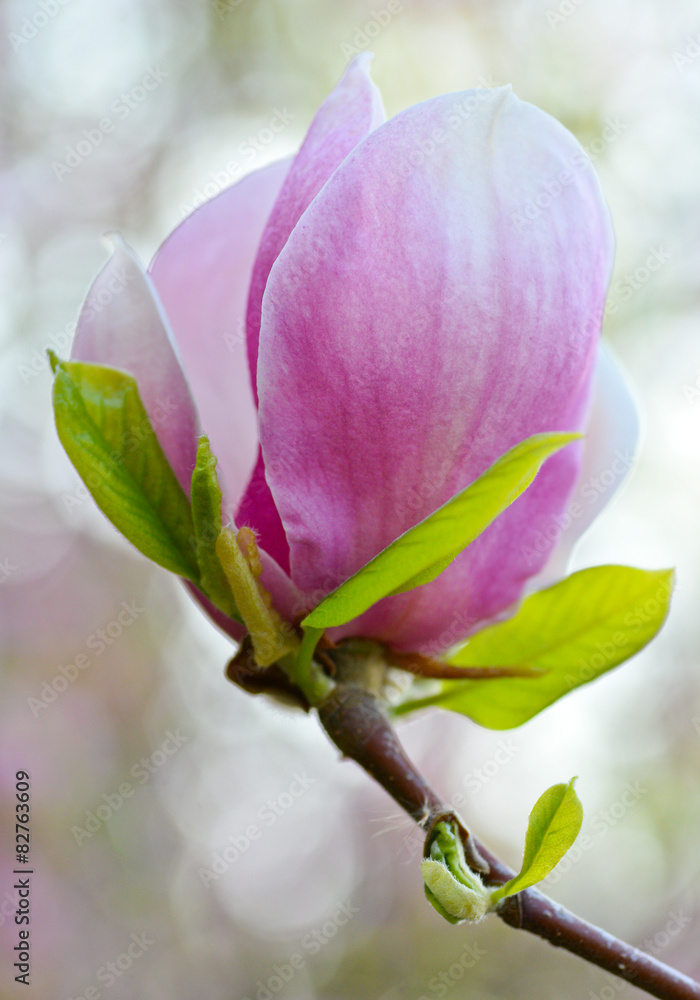 Fototapeta premium Magnolia/Beautiful magnolia flower