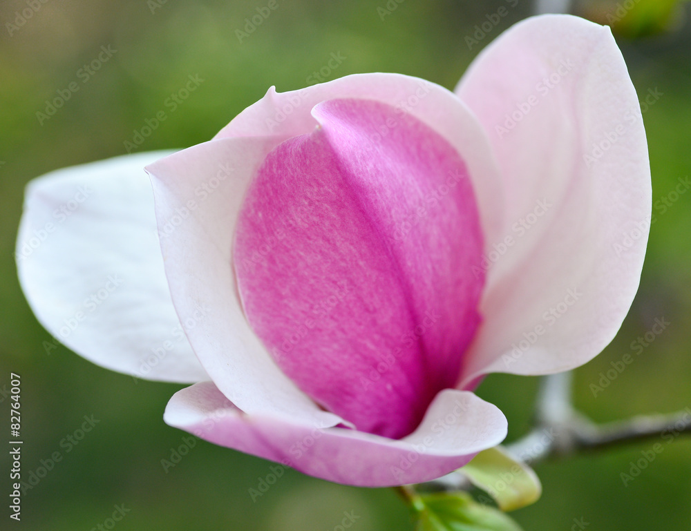 Magnolia/Beautiful magnolia flower