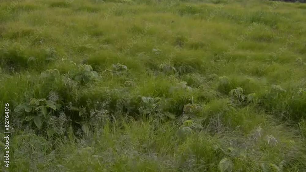A tight shot of wild grasses blowing in the wind A tight shot of wild grasses blowing in the wind