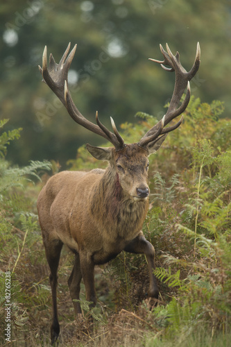 Red deer - Cervus elaphus © jamiehall