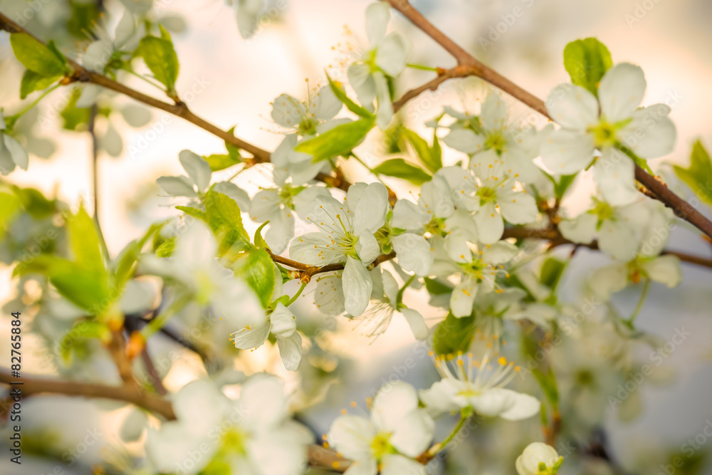 Fototapeta premium Flowering branch of cherry in the first rays of the sunset.