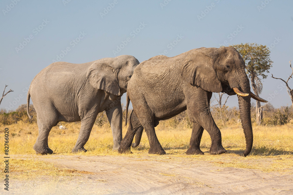 Elephants