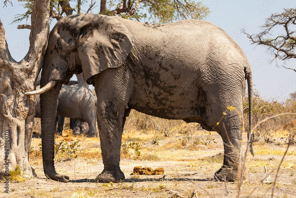 Fototapeta premium Elephants
