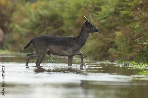 Fallow deer - Dama dama