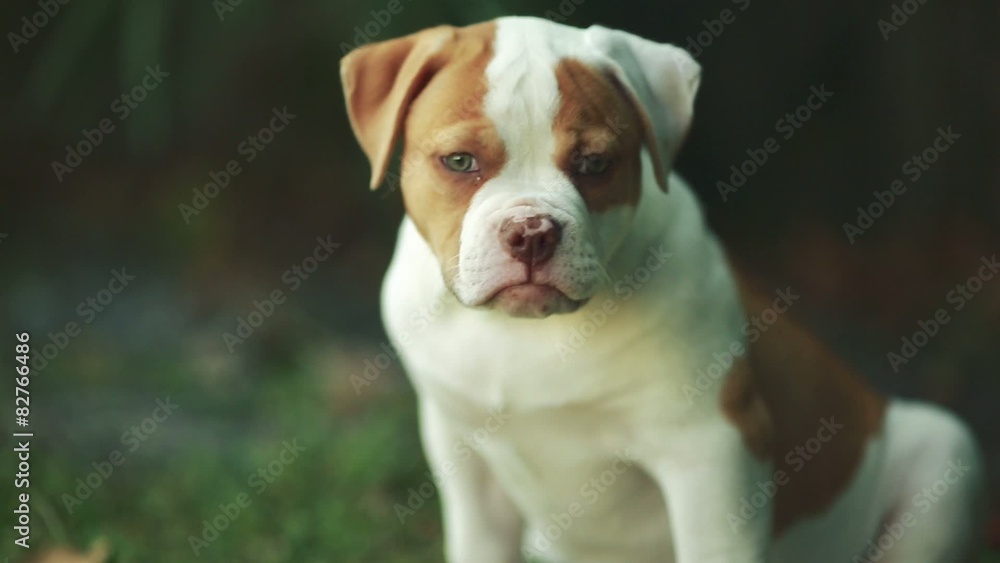 Cute puppy with green eyes sitting in grass. American Bulldog Cute puppy with green eyes sitting in grass. American Bulldog