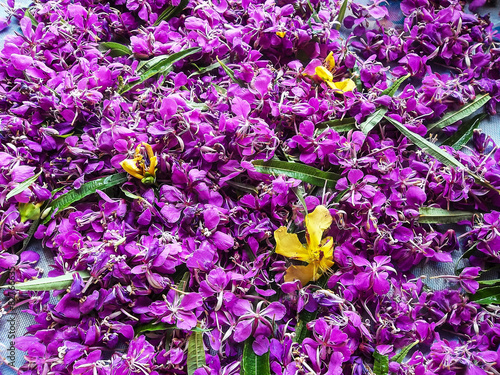 фотографія Rose bay used for delicious tea and as a medicinal plant