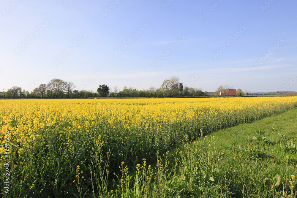 Flowering rapeseed field
