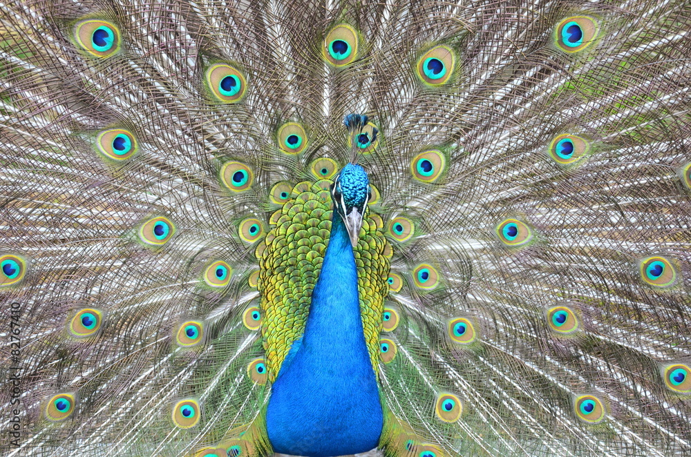 Obraz premium Pfau schlägt Rad