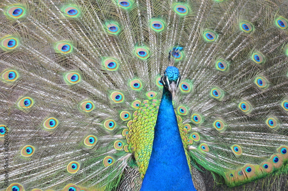 Obraz premium Pfau schlägt Rad