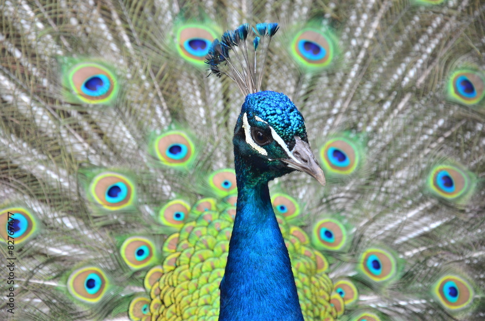 Fototapeta premium Pfau schlägt Rad