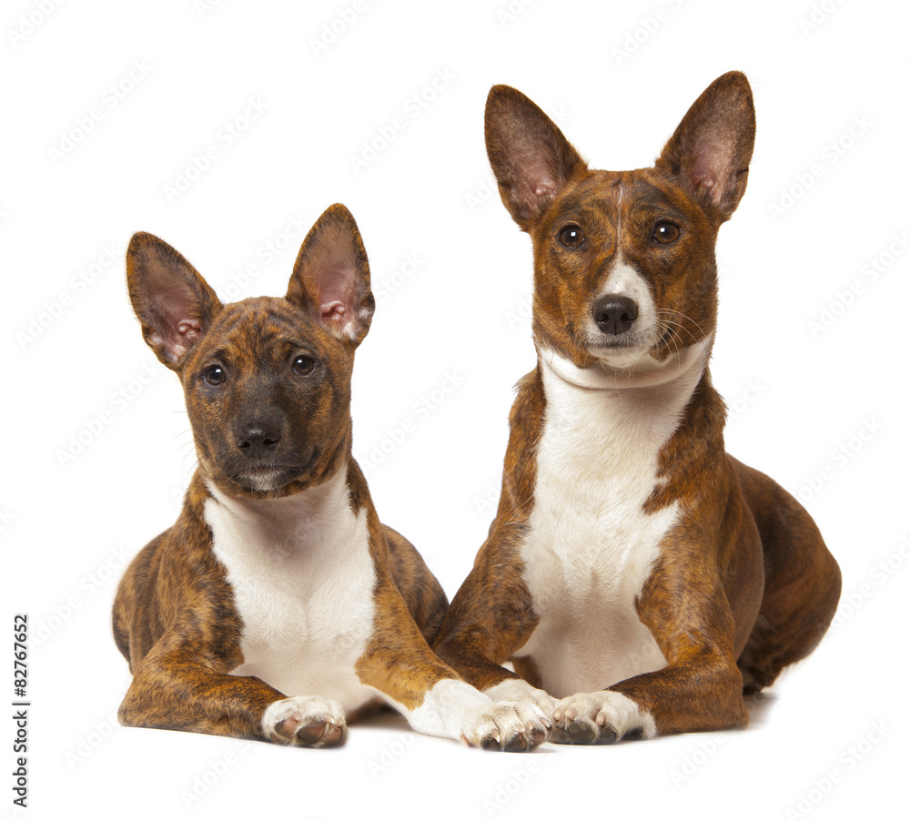 two basenji dog isolated on white background two basenji dog isolated on white background