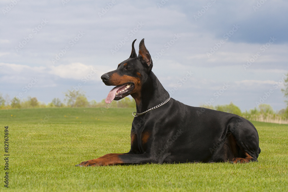black doberman dog is laying on the grass