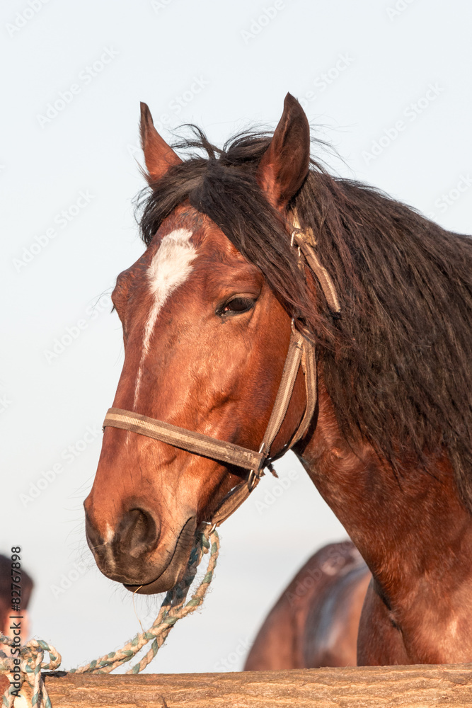 Fototapeta Brown horse head - stock photo.