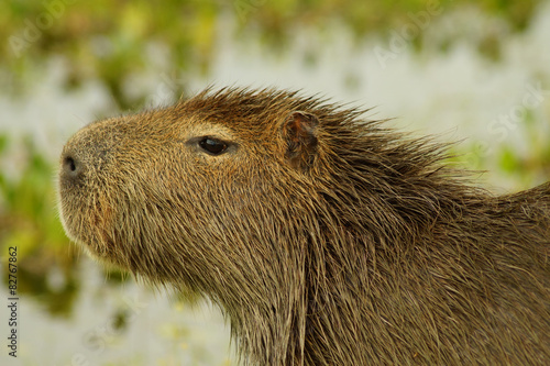 Wallpaper Mural capibara form esteros Ibera argentina Torontodigital.ca