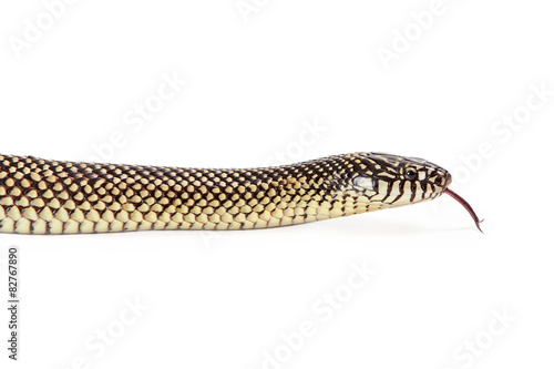 Apalachicola Kingsnake Tongue Out Closeup