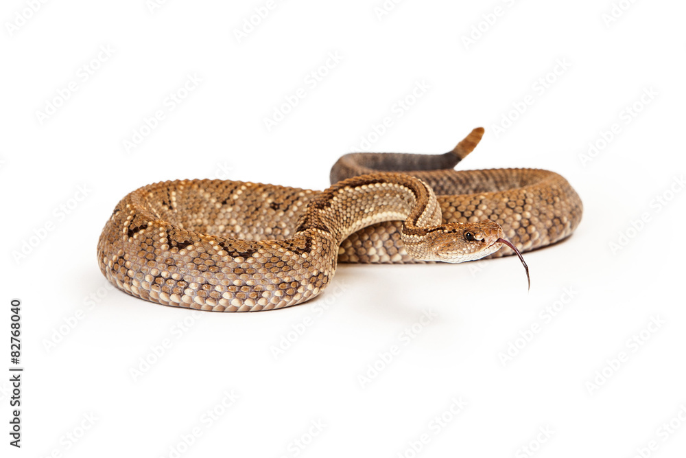 Fototapeta premium Aruba Rattlesnake Coiled Tongue Out