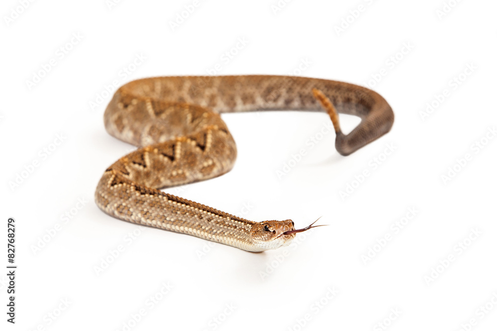 Fototapeta premium Aruba Rattlesnake With Forked Tongue
