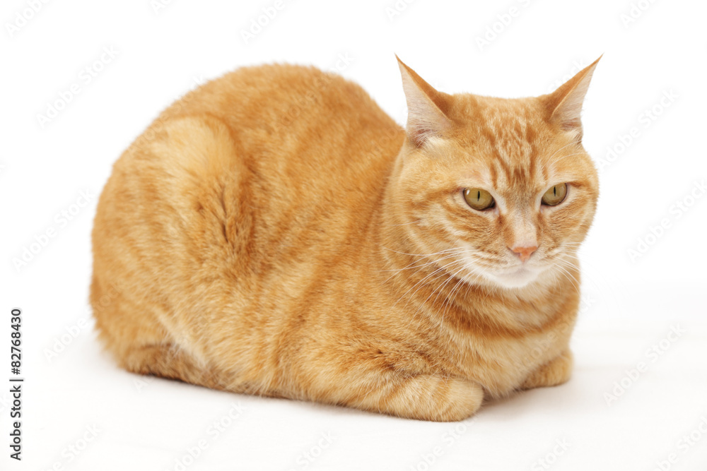 香箱座りの猫 Stock Photo Adobe Stock