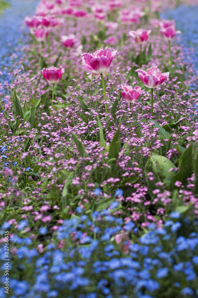 Obraz premium Spring blossom of tulips in park