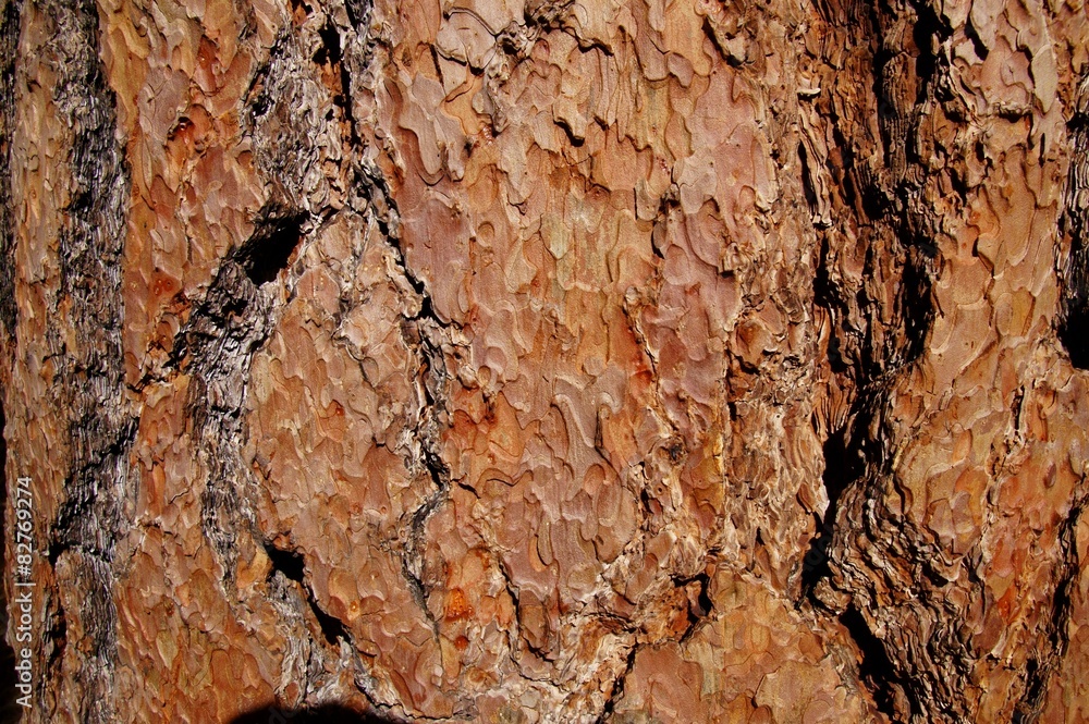 Pine bark texture close up. Pine bark texture close up.