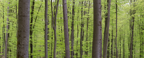 Fototapeta Naklejka Na Ścianę i Meble -  spring green beech wood background