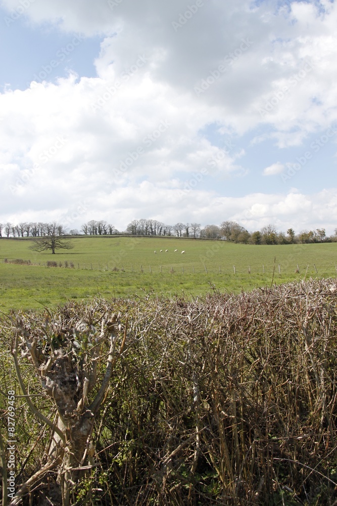 Obraz premium Praire en Bourgogne