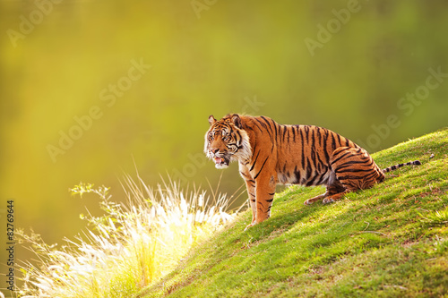 Fototapeta Naklejka Na Ścianę i Meble -  Sumatran Tiger On Hillside In Morning Light