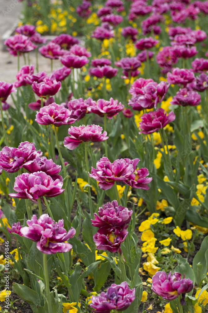 Obraz premium Spring blossom of pink tulips in park