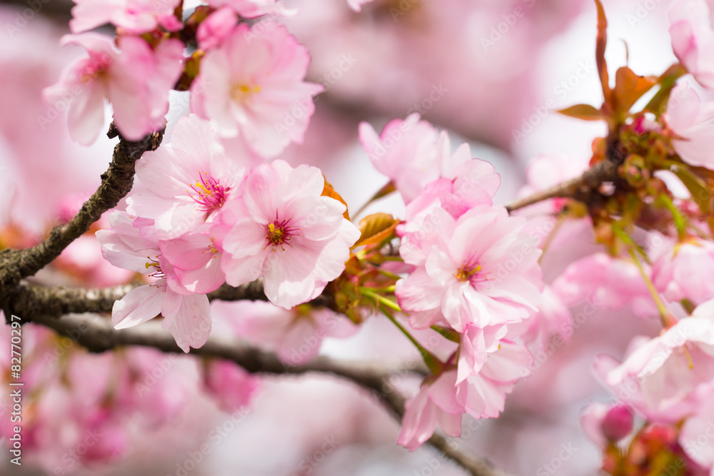 八重紫桜（ヤエムラサキザクラ）