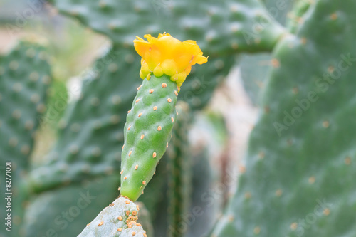 cactus flower © enterphoto