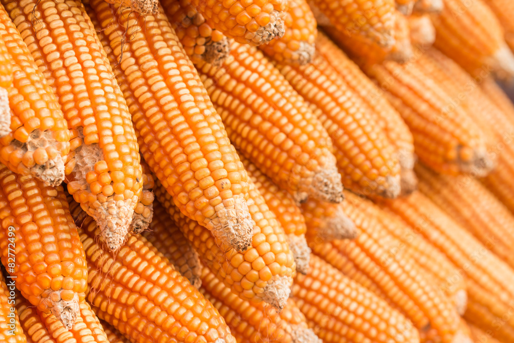 Close up dried corn